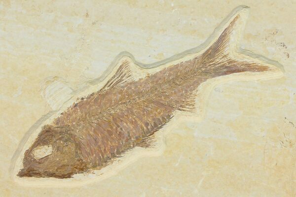 A nicely preserved Knightia from the Green River Formation.